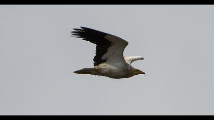 Egyptian Vulture