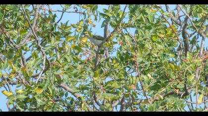 Eurasian Golden Oriole