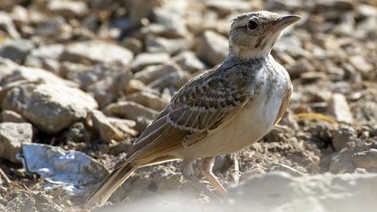 Crested Lark