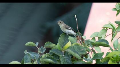 Semicollared Flycatcher