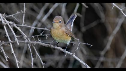 Red-breasted Flycatcher