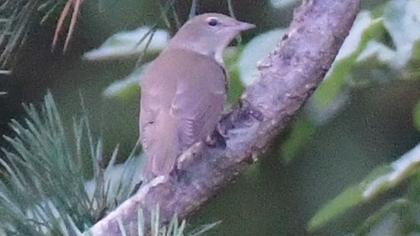 Garden Warbler