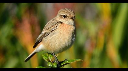Eurasian Skylark