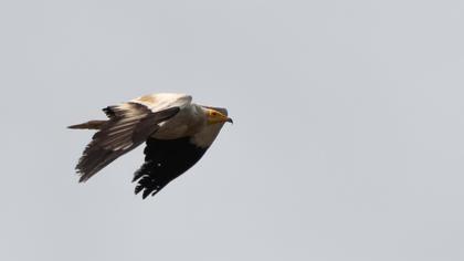 Egyptian Vulture