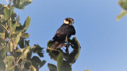 Eurasian Hobby
