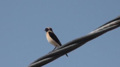 Black-eared Wheatear