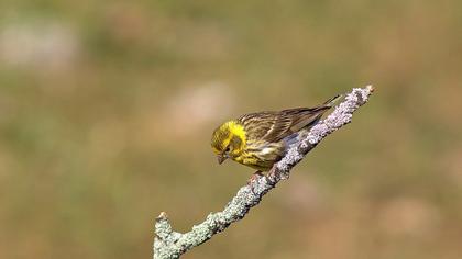 European Serin