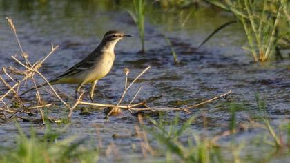Western Yellow Wagtail