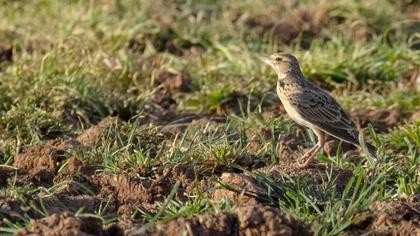 Calandra Lark