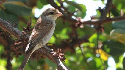 Red-backed Shrike