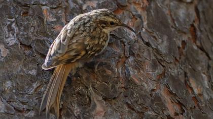 Short-toed Treecreeper