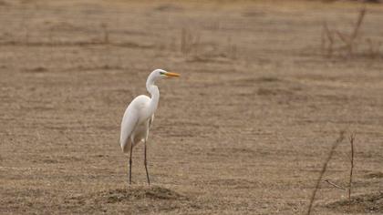 Great Egret