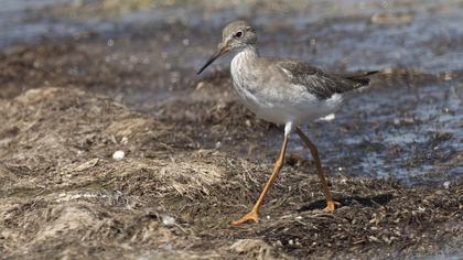 Common Redshank