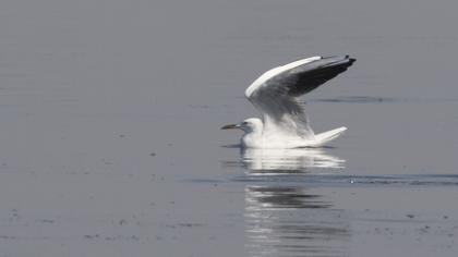 Slender-billed Gull