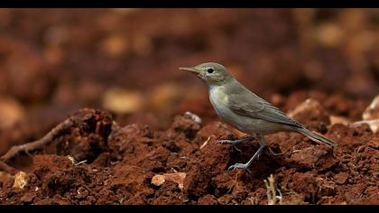 Eastern Olivaceous Warbler
