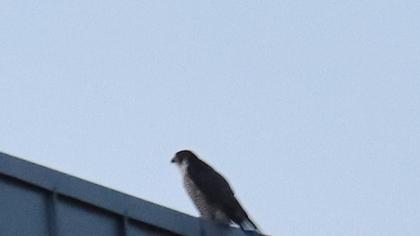 Peregrine Falcon