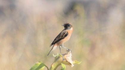 European Stonechat