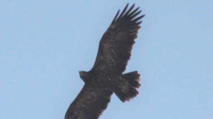 Lesser Spotted Eagle