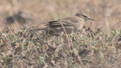 Tawny Pipit