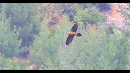 Bearded Vulture