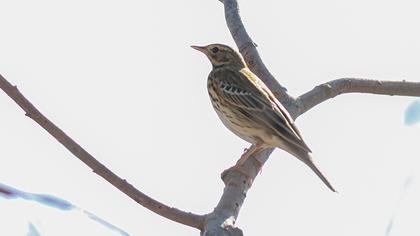 Tree Pipit