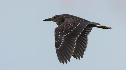 Black-crowned Night Heron