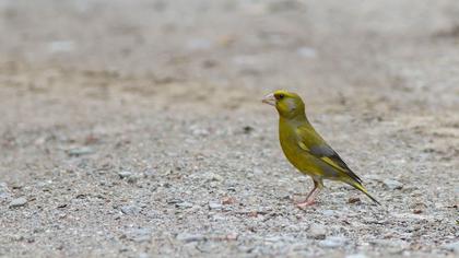 European Greenfinch
