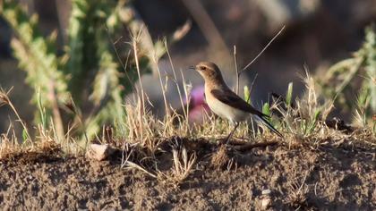 Black-eared Wheatear