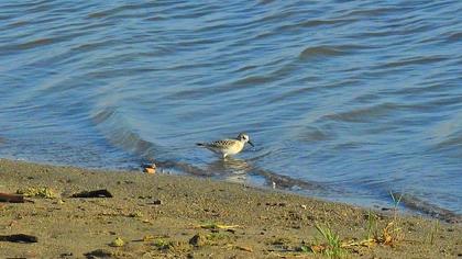 Sanderling