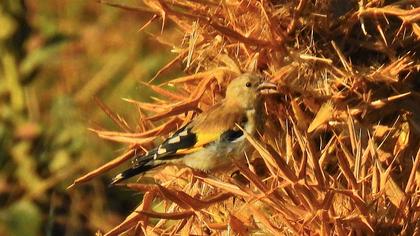 European Goldfinch
