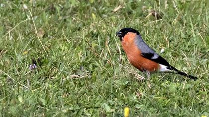 Eurasian Bullfinch