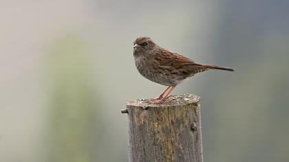 Dunnock