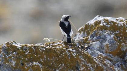 Aksırtlı kuyrukkakan