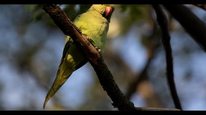 Rose-ringed Parakeet