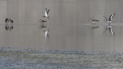 Black-tailed Godwit