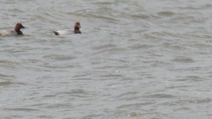 Common Pochard