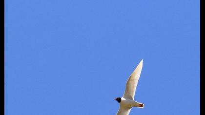 Mediterranean Gull
