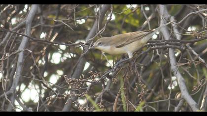 Lesser Whitethroat