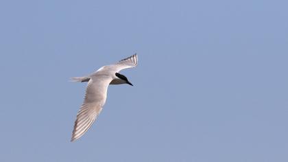 Gull-billed Tern