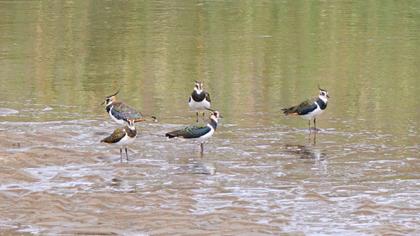 Northern Lapwing