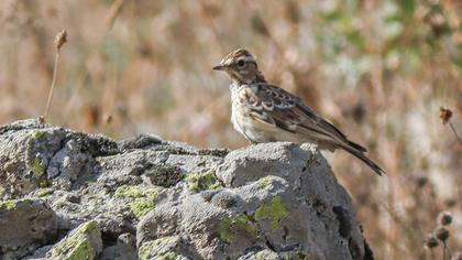 Woodlark