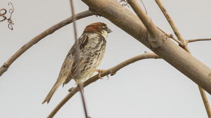 Spanish Sparrow