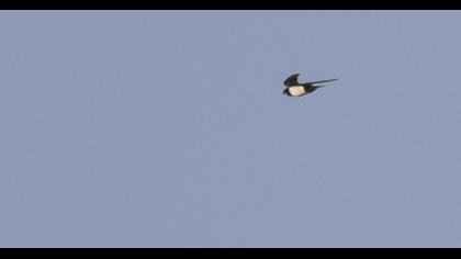 Alpine Swift
