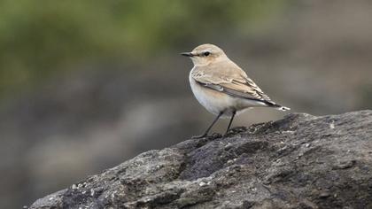 Northern Wheatear