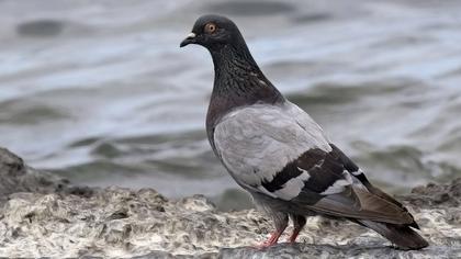 Rock Dove