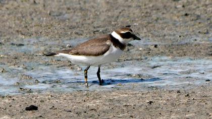 Common Ringed Plover