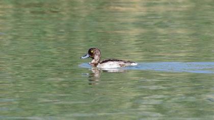 Tufted Duck