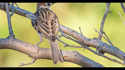 Eurasian Tree Sparrow