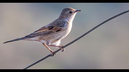 Common Whitethroat