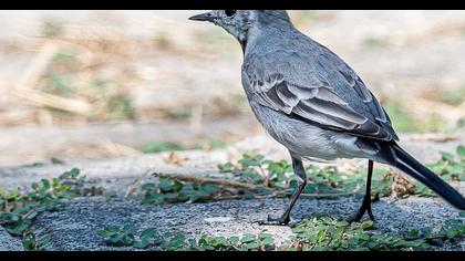 White Wagtail